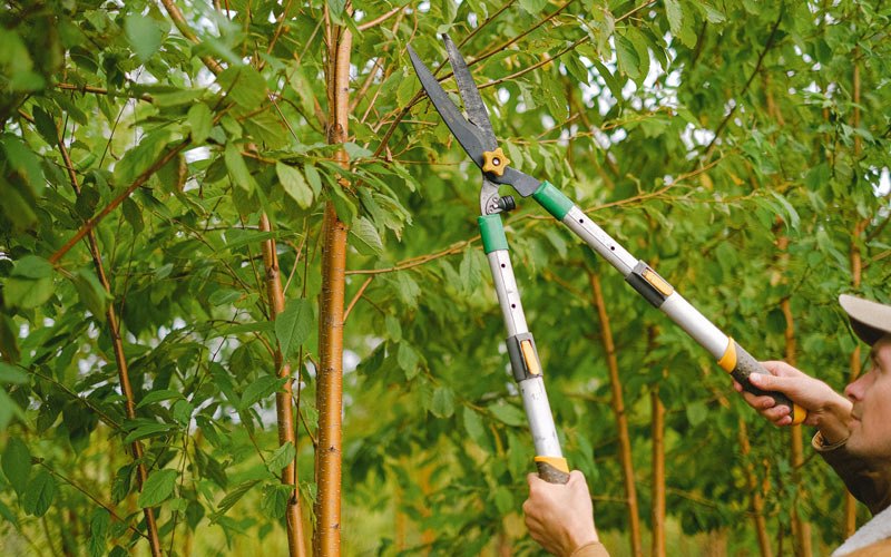 Tree trimming in Cherokee, IA